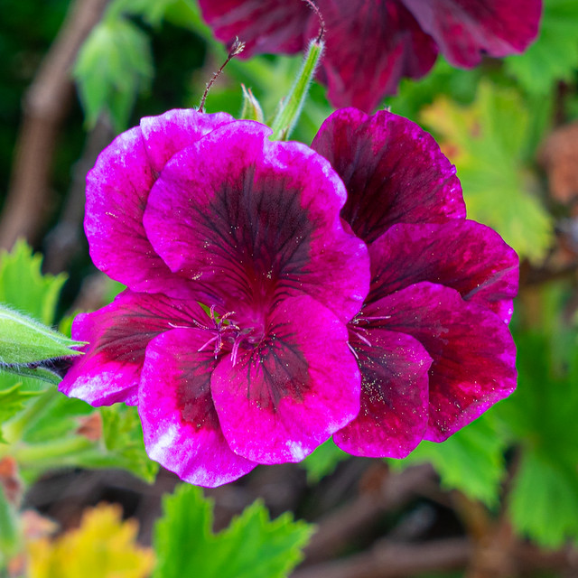Regal Pelargonium - Fletcher Jones Garden