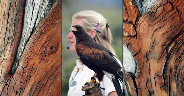 Triptych of Madrone arbutus trees with red bark with a woman holding a Harris's Hawk in Arizona, USA