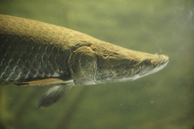 DSC05949- Amazon Fish