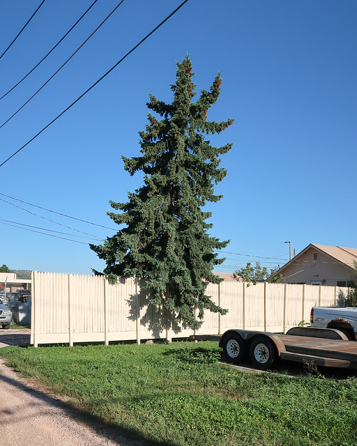 A spruce!, among South Dakota urbanity, bowing and gangly, its base concealed from view by a fence.