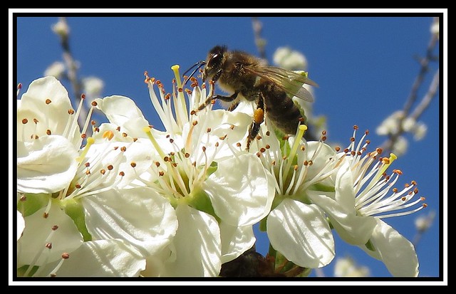 Honey Bee On Greengage Blossom