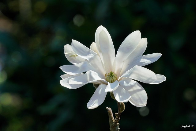 Eine Stern-Magnolie (Magnolia stellata)