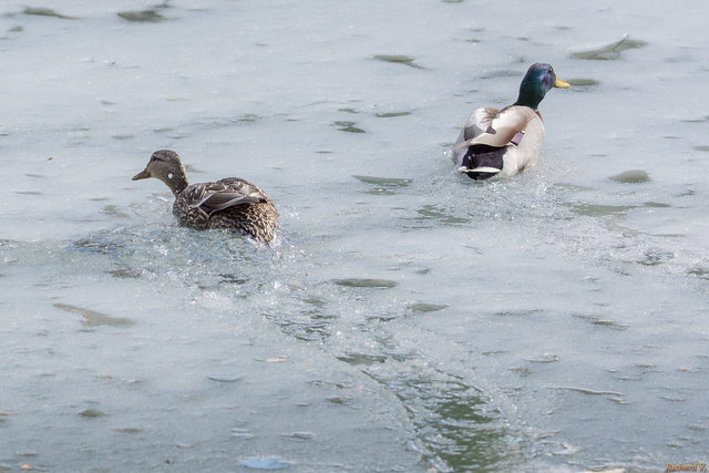 Canards colvert - Mallard ducks, Québec, Canada - 3754