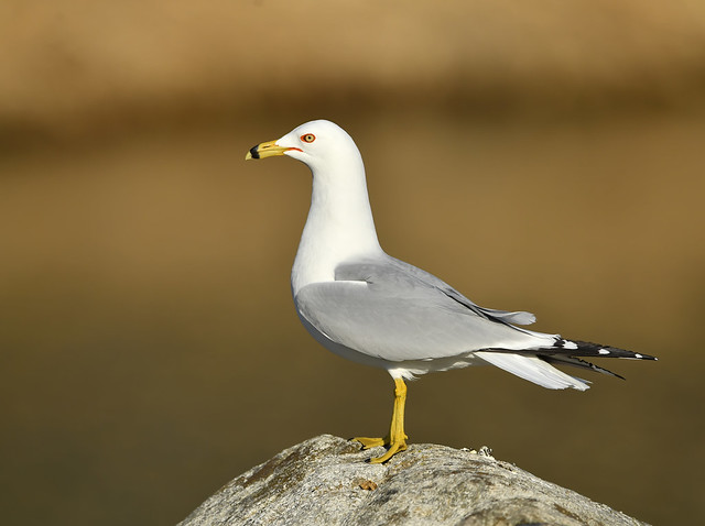Goéland bec cerclé - Ring-billed Gull