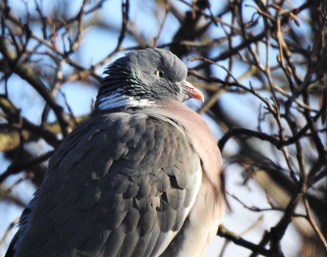 Wood Pigeon Plotting a Coo ..