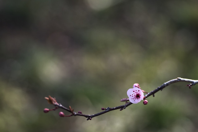 Prunus Japonica