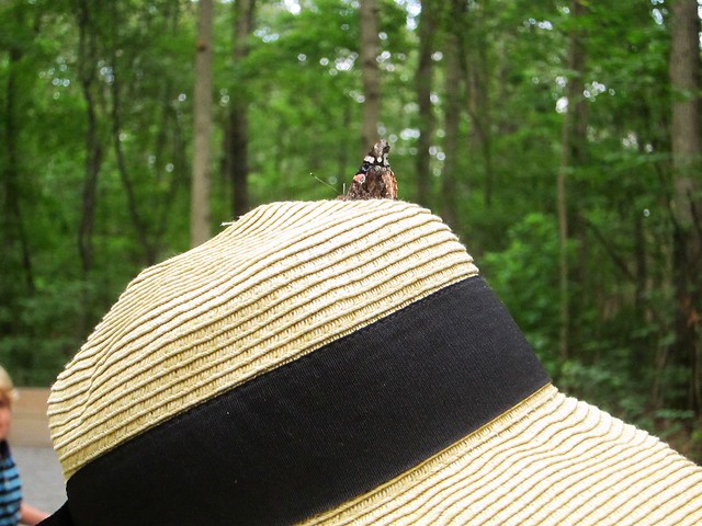Butterfly On Sue's Hat