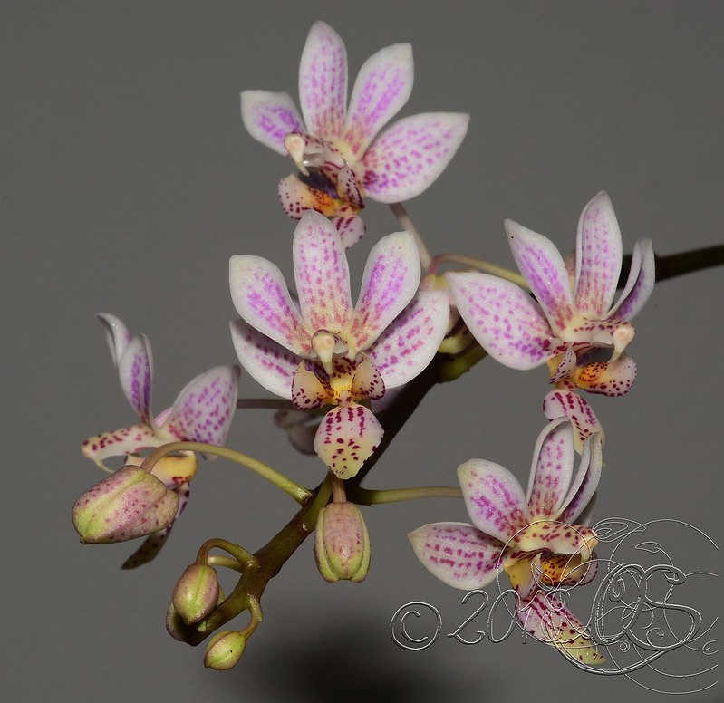 Phalaenopsis equestris x finleyi (Donna's Delight ) - Seite 6 51112279782_3832b53277_c