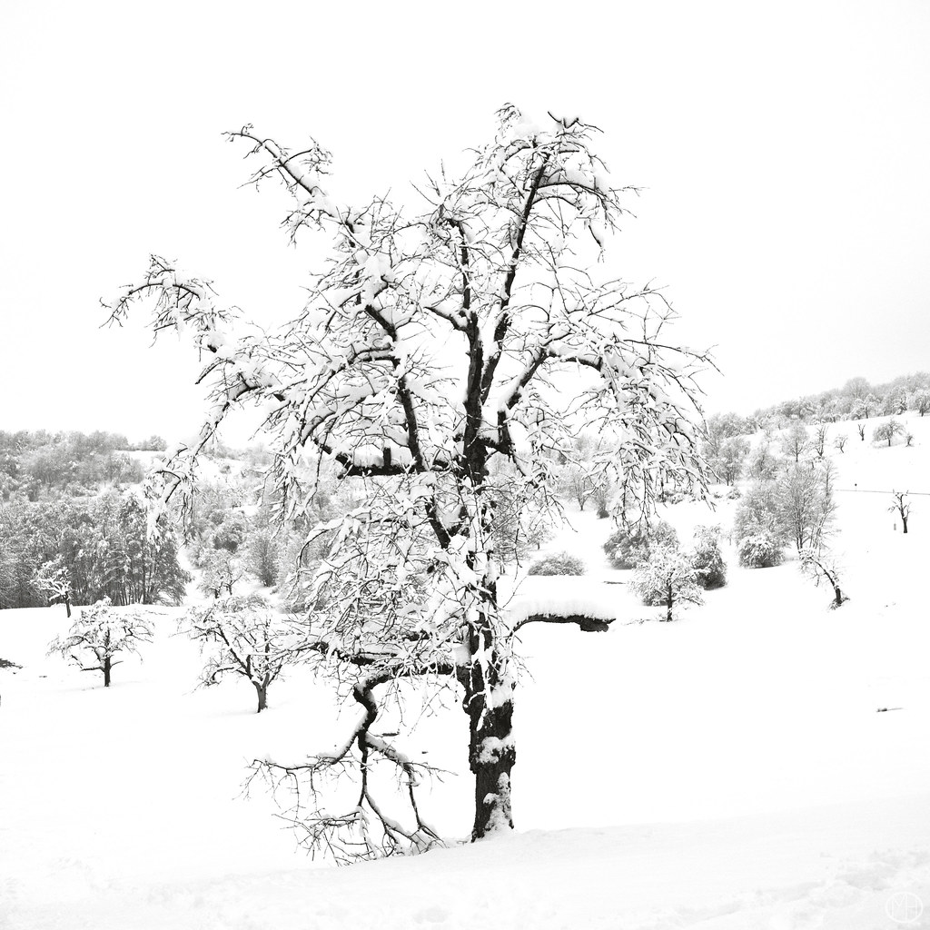 solitude tree, winter