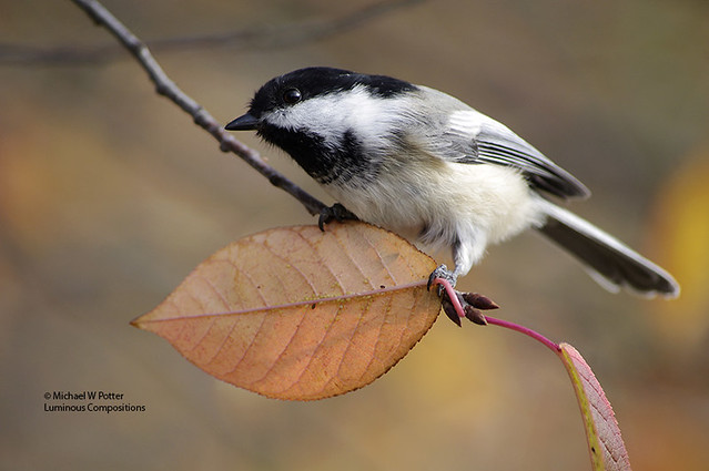 Black-capped Chickadee gleaning food from underside of leaf
