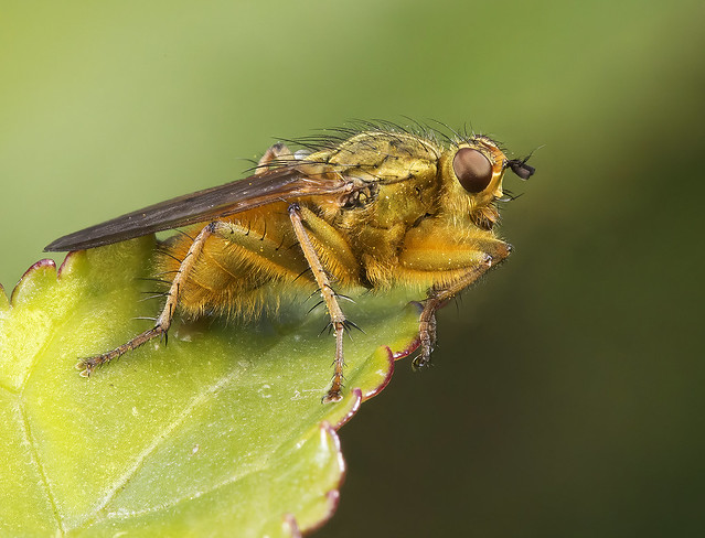 Male Yellow Dung Fly