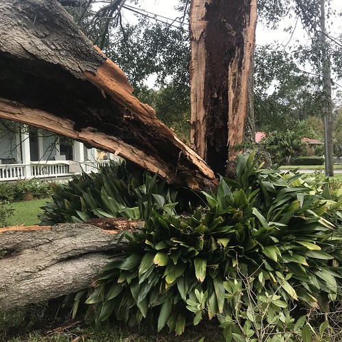 Hurricane Sally Urban Tree Damage