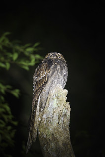 Nyctibius aethereus // Long-tailed Potoo | by Giselle Mangini