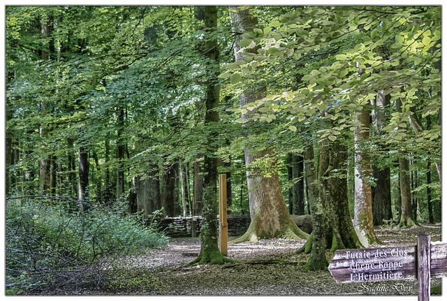 Forêt de Bercé - Sarthe