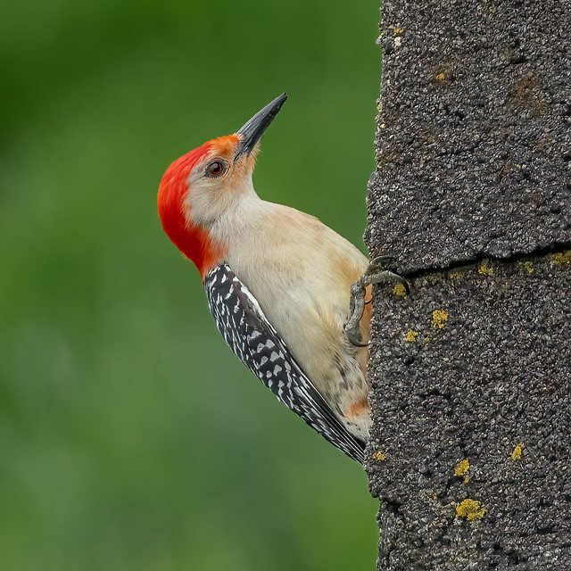 Red-bellied Woodpecker