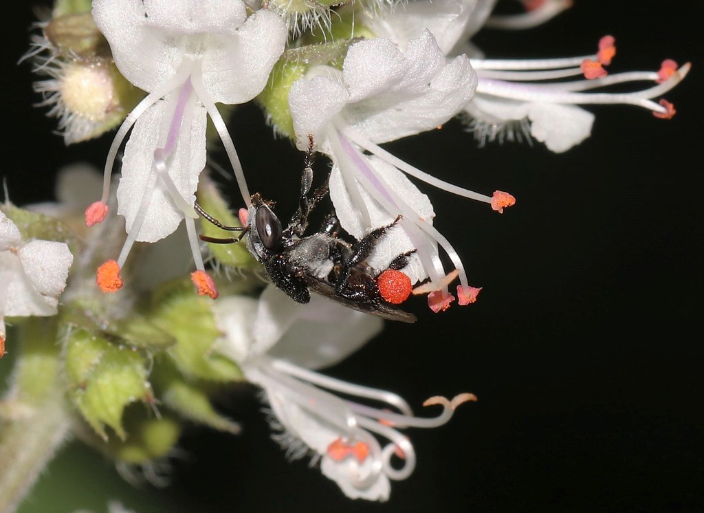 Native stingless bee Tetragonula carbonaria | Emerald Qld | Donna ...