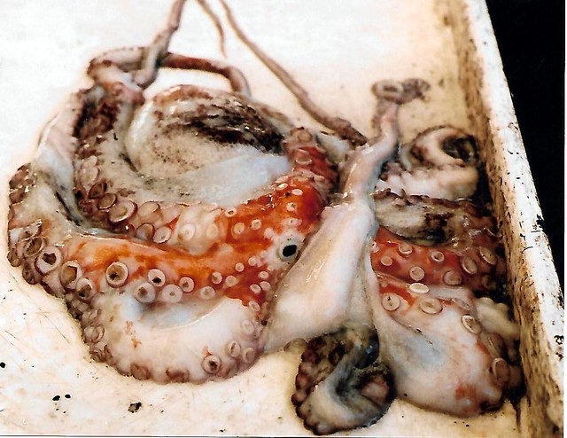 Trani, fish market, Octopus