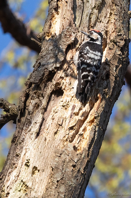 Lesser Spotted Woodpecker Dendrocopos minor