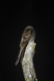 Nyctibius aethereus // Long-tailed Potoo | by Giselle Mangini
