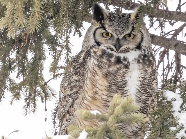 Great Horned Owl - Provincial Bird of Alberta