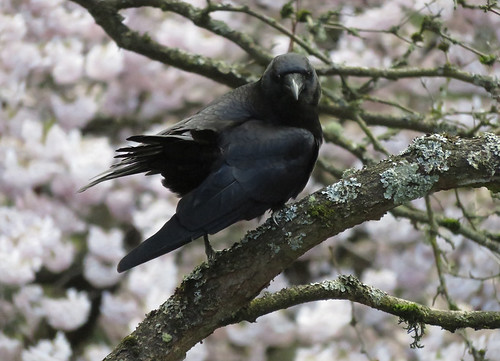 Demon Crow "what are you looking at???" (cherry blossoms in the background)