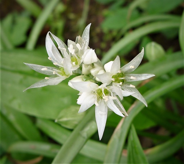 Wild Garlic or Ransoms. Allium ursinum