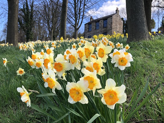 Sheffield Daffodils, March 2021