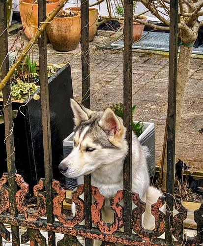 let me out! | by pdegenkolv1