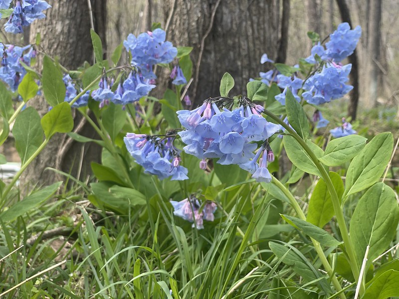 Blue Virginia Bluebells beside lush green leaves