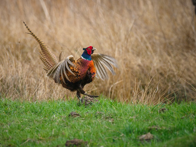 Courting pheasant