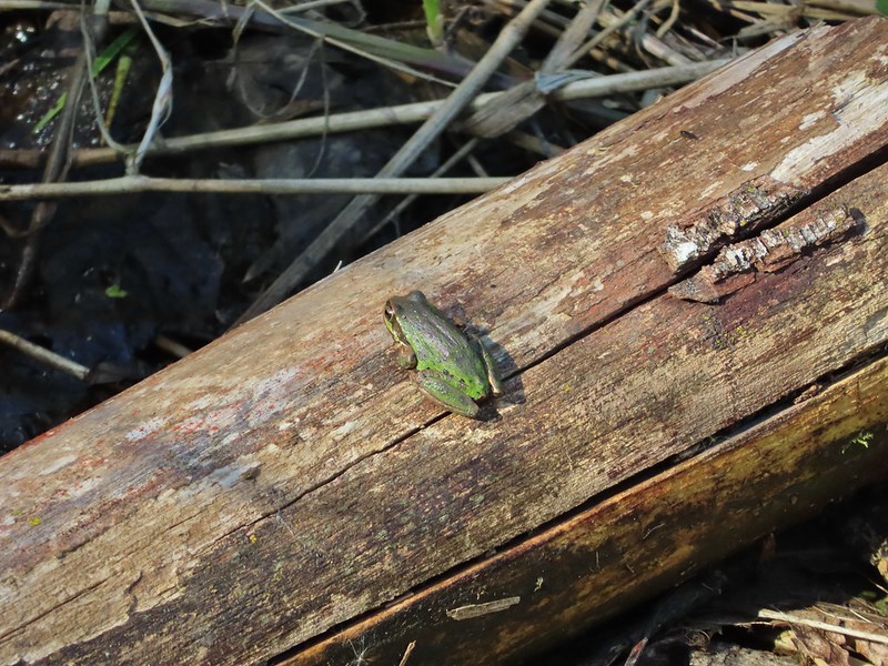 Frog at Bashaw Creek