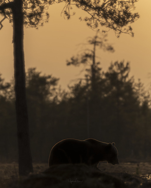 Sunset Bear *EXPLORE*