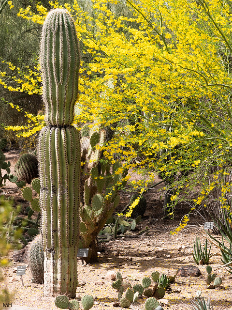 Saguaro with Palo Verde
