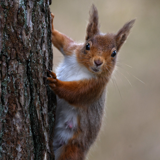 Female Red Squirrel (Sciurus vulgaris)