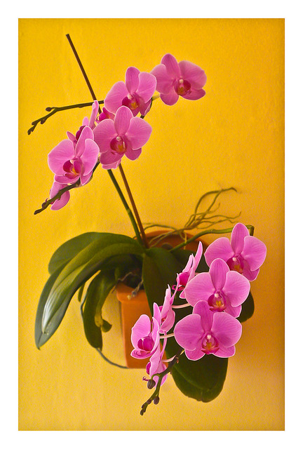 Orquideas (Orchids)
