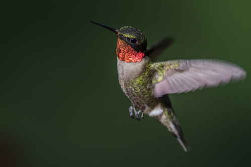Ruby-throated Hummingbird | by David B. Adams Photography