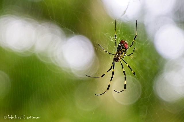 Spider From Japan