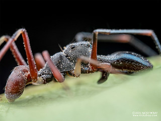 Ant-mimic jumping spider (Myrmarachne sp.) - P3286989