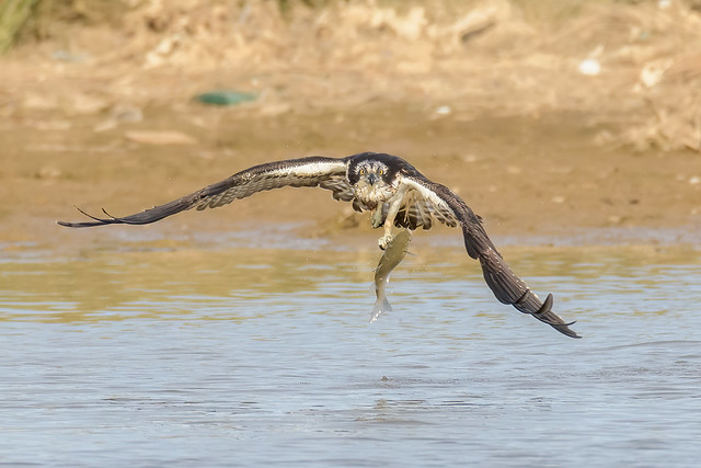 Osprey / Fischadler