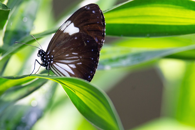 Magpie Crow (Euploea radamanthus) - Entopia Butterfly Farm - Teluk Bahang, Penang Island, Malaysia