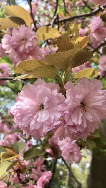 🇯🇵🌸🇺🇸ART IN BLOOM (Cherry Blossom Festival) Embassy of Japan - Washington D.C - April 2021 - #dc #washingtonDC #DistrictofColumbia #walkwithlocals #creativeDC  #202