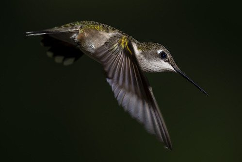 Ruby-throated Hummingbird | by David B. Adams Photography