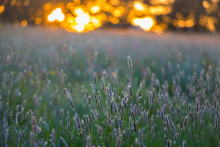 Sunset meadow