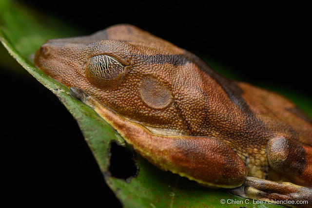 Tree frog (Boana appendiculata)