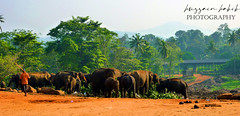 Elephant Park-Srilanka