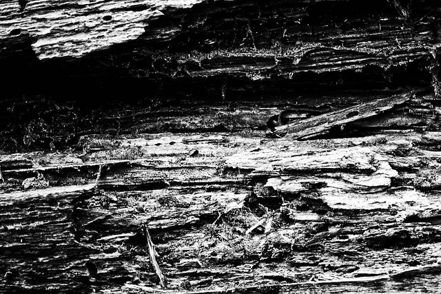 Baum Textur – Schwarz Weiß abstrakt Kunst Fotografie