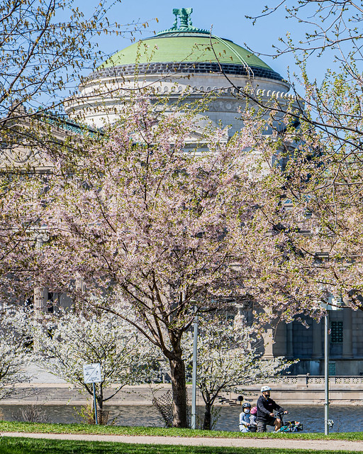 Cherry Blossoms / Sakura / Hanami - Osaka Garden / Garden of the Phoenix at Museum of Science & Industry, Jackson Park, Chicago 2021