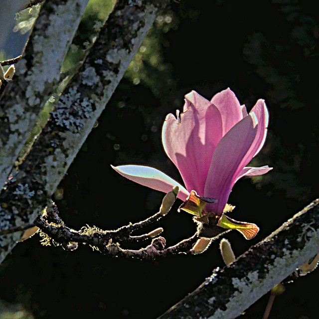 Purple Magnolia blossom 4 13 2021