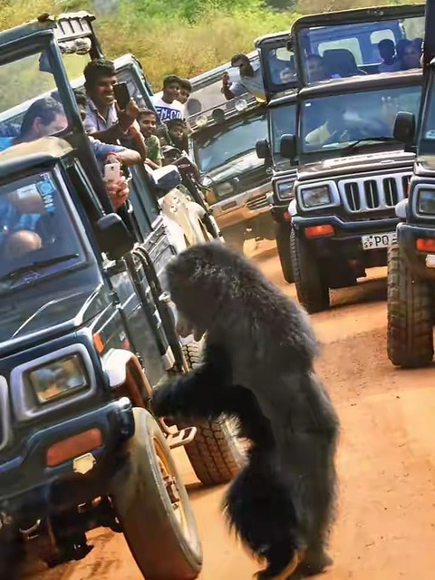 Yala safari jeep tour package