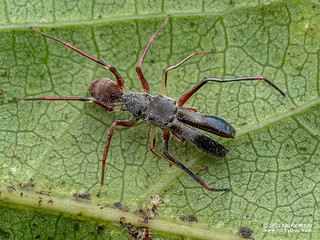 Ant-mimic jumping spider (Myrmarachne sp.) - P3286929